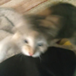 Meet your Posher, Edith